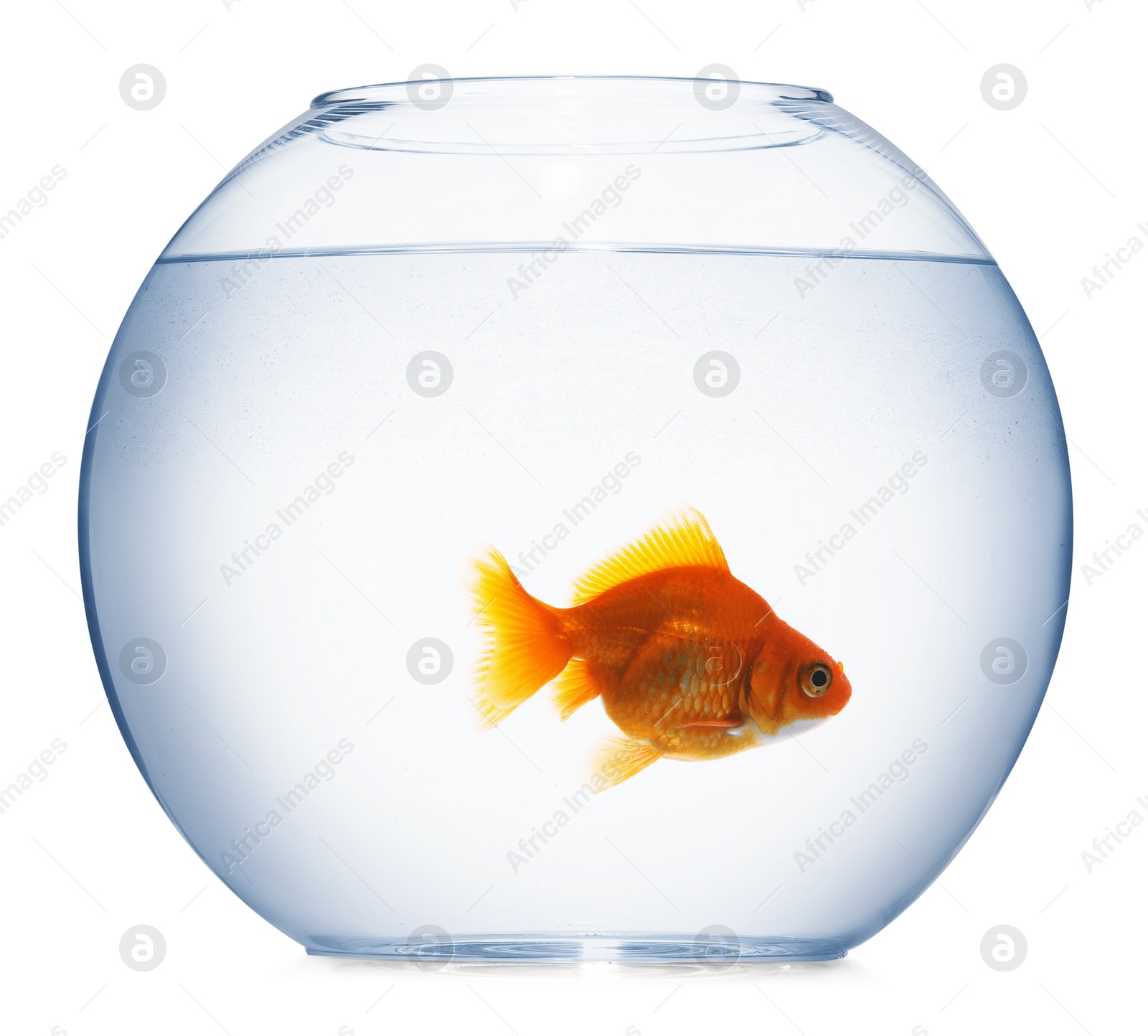Gold fish swimming in aquarium with clean water isolated on white Photo of Gold fish swimming in aquarium with clean water isolated on white