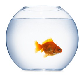 Photo of Gold fish swimming in aquarium with clean water isolated on white