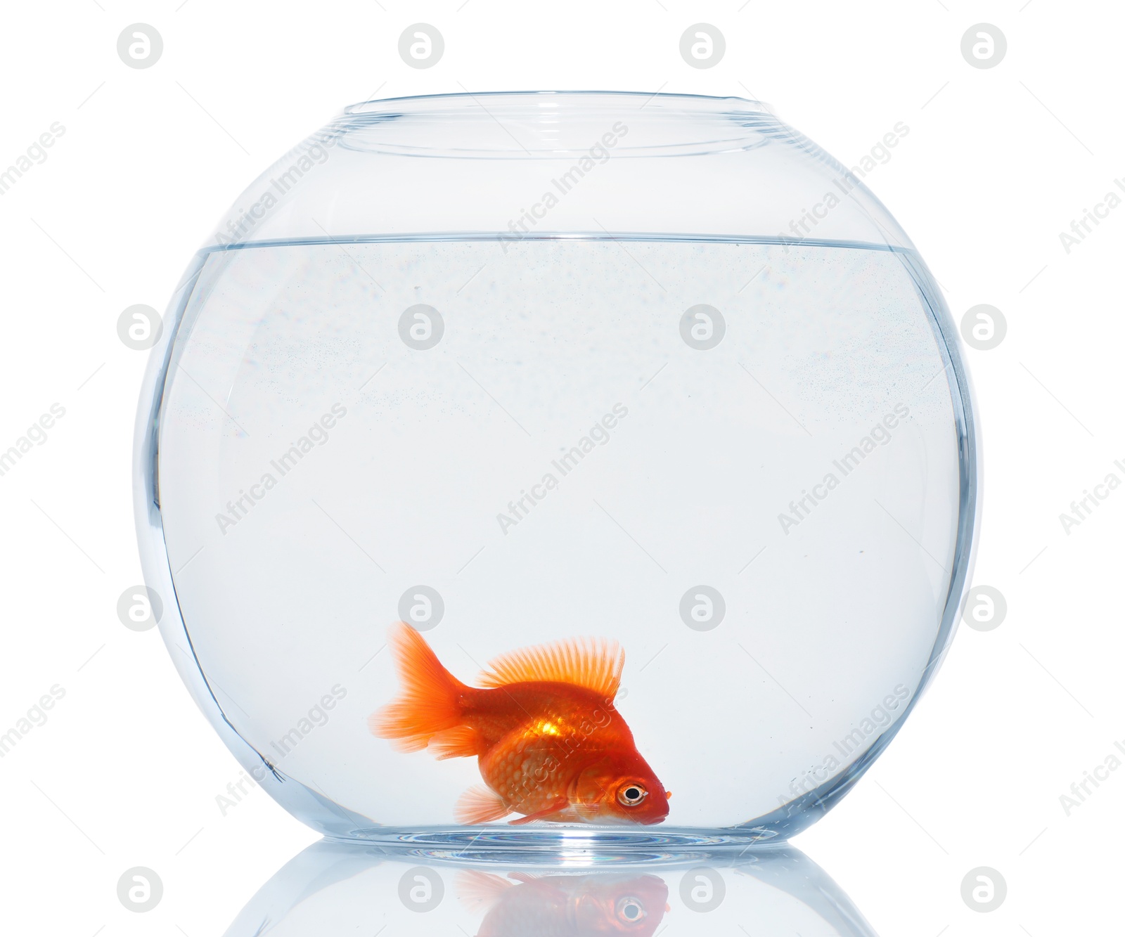 Gold fish swimming in aquarium with clean water isolated on white Photo of Gold fish swimming in aquarium with clean water isolated on white