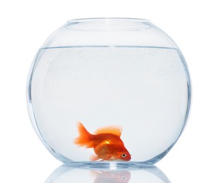 Photo of Gold fish swimming in aquarium with clean water isolated on white