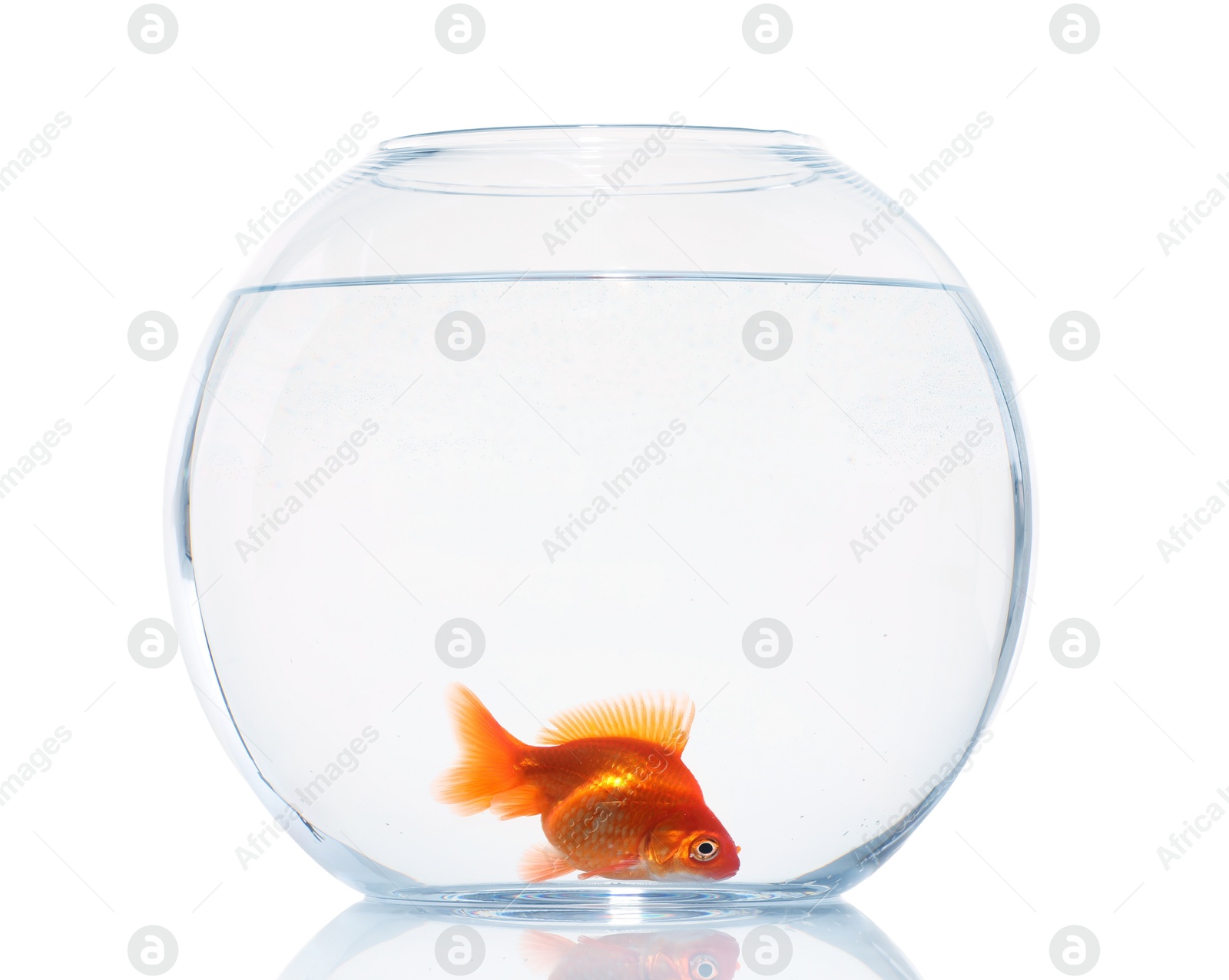 Gold fish swimming in aquarium with clean water isolated on white Photo of Gold fish swimming in aquarium with clean water isolated on white