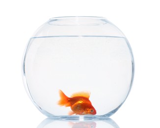Photo of Gold fish swimming in aquarium with clean water isolated on white