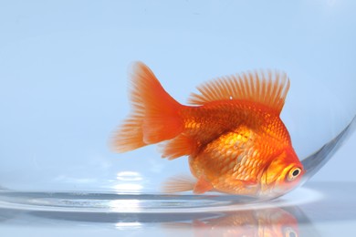 Photo of Gold fish swimming in aquarium with clean water on light grey background, closeup