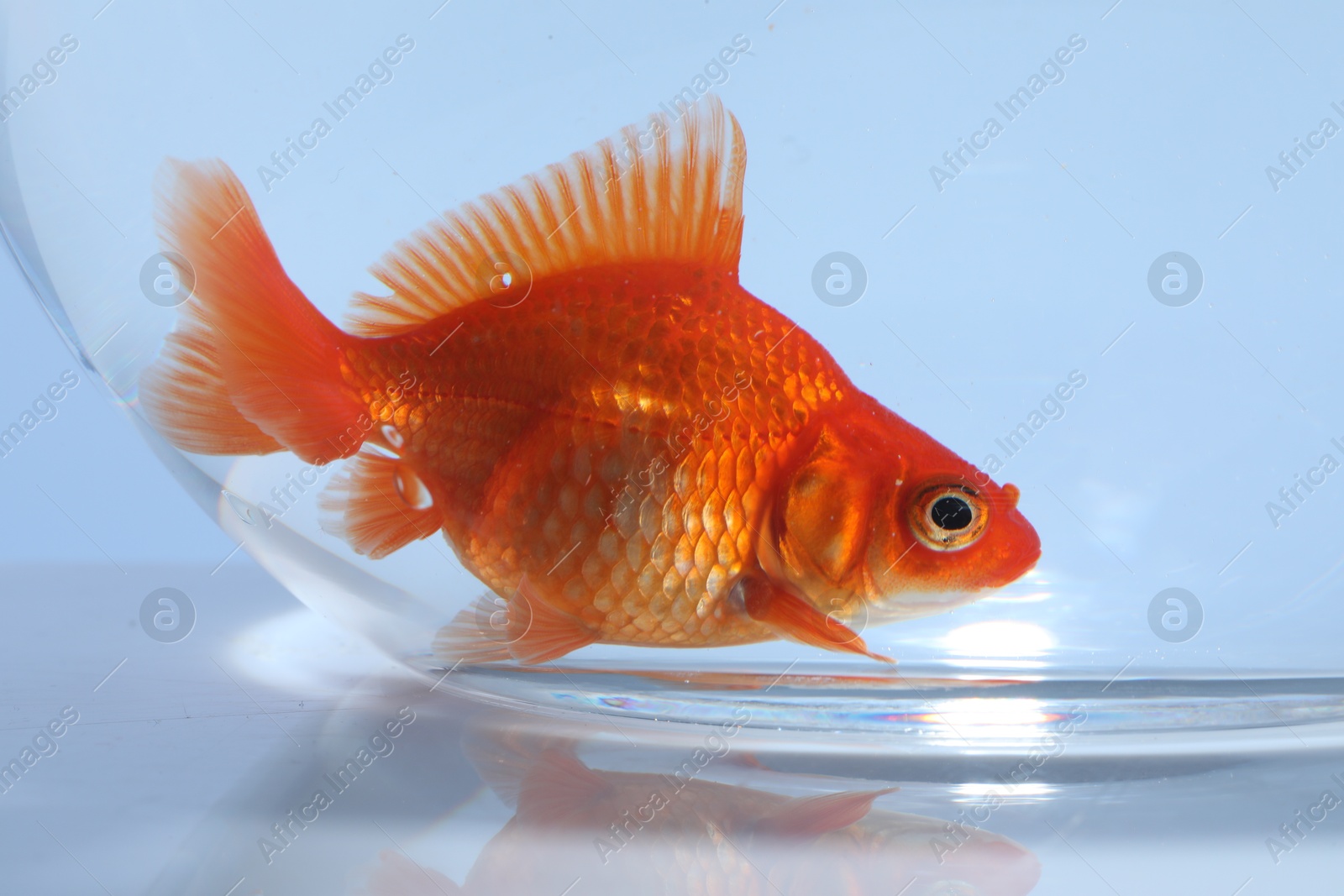 Gold fish swimming in aquarium with clean water on light grey background, closeup Photo of Gold fish swimming in aquarium with clean water on light grey background, closeup