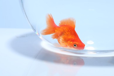 Photo of Gold fish swimming in aquarium with clean water on light grey background, closeup