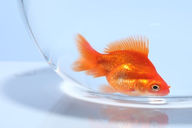 Photo of Gold fish swimming in aquarium with clean water on light grey background, closeup