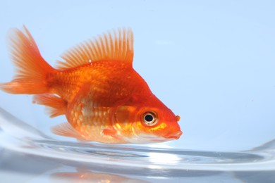 Photo of Gold fish swimming in aquarium with clean water on light grey background, closeup
