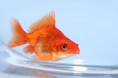 Photo of Gold fish swimming in aquarium with clean water on light grey background, closeup