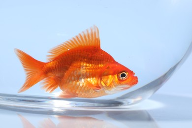 Photo of Gold fish swimming in aquarium with clean water on light grey background, closeup