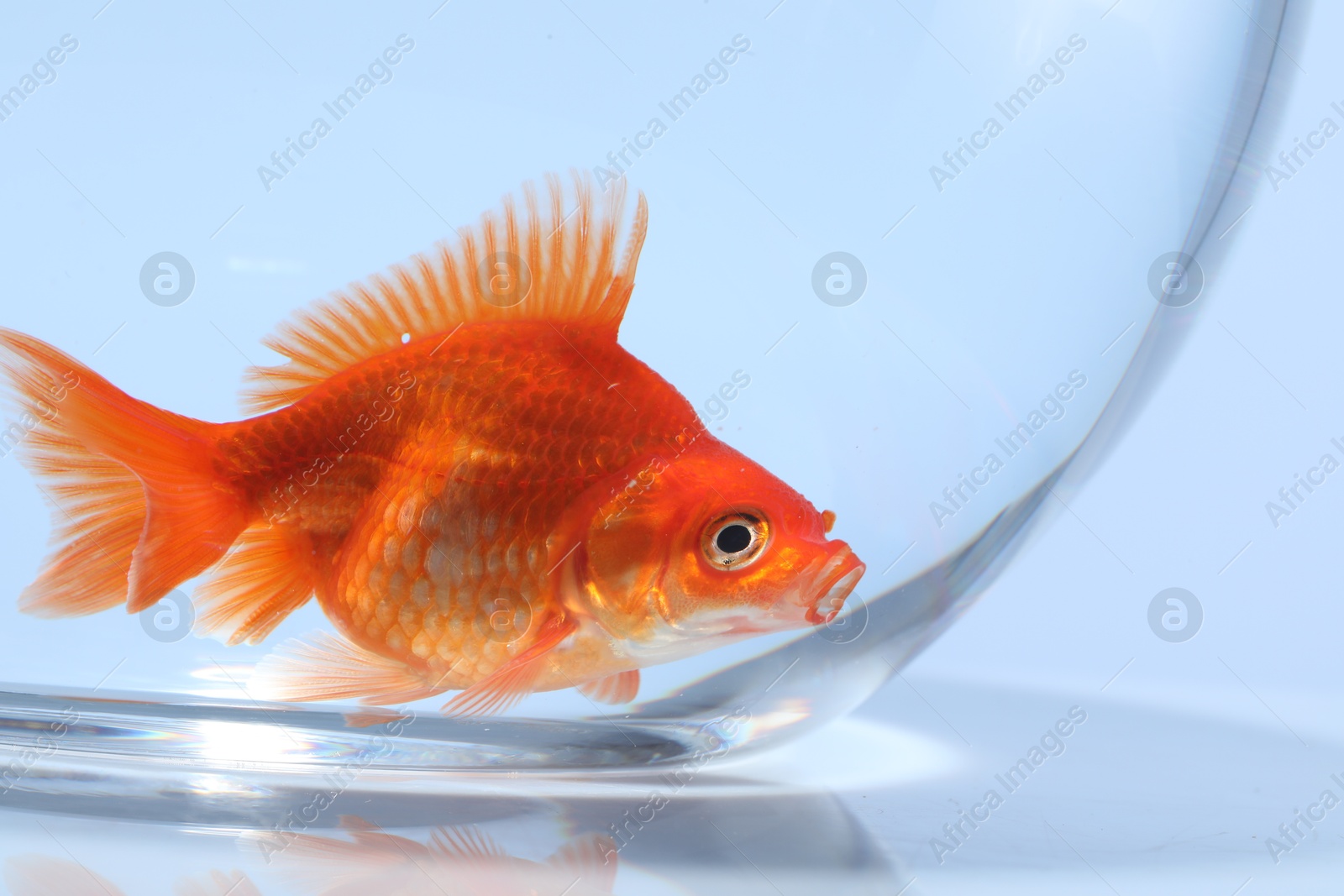 Gold fish swimming in aquarium with clean water on light grey background, closeup Photo of Gold fish swimming in aquarium with clean water on light grey background, closeup