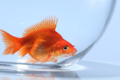 Photo of Gold fish swimming in aquarium with clean water on light grey background, closeup