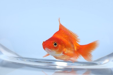 Photo of Gold fish swimming in aquarium with clean water on light grey background, closeup