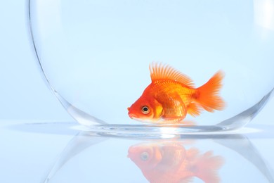 Photo of Gold fish swimming in aquarium with clean water on light grey background, closeup