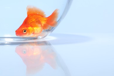 Photo of Gold fish swimming in aquarium with clean water on light grey background, closeup. Space for text