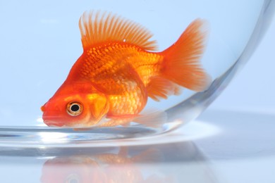 Photo of Gold fish swimming in aquarium with clean water on light grey background, closeup