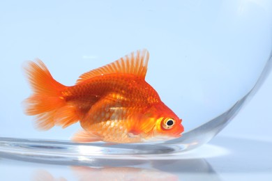 Photo of Gold fish swimming in aquarium with clean water on light grey background, closeup