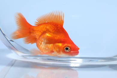 Photo of Gold fish swimming in aquarium with clean water on light grey background, closeup