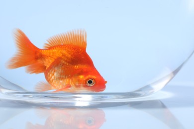 Photo of Gold fish swimming in aquarium with clean water on light grey background, closeup