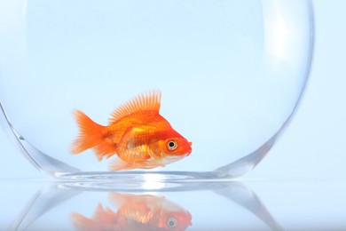 Photo of Gold fish swimming in aquarium with clean water on light grey background, closeup