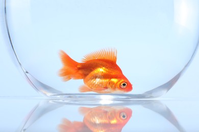 Photo of Gold fish swimming in aquarium with clean water on light grey background, closeup