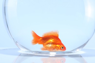 Photo of Gold fish swimming in aquarium with clean water on light grey background, closeup
