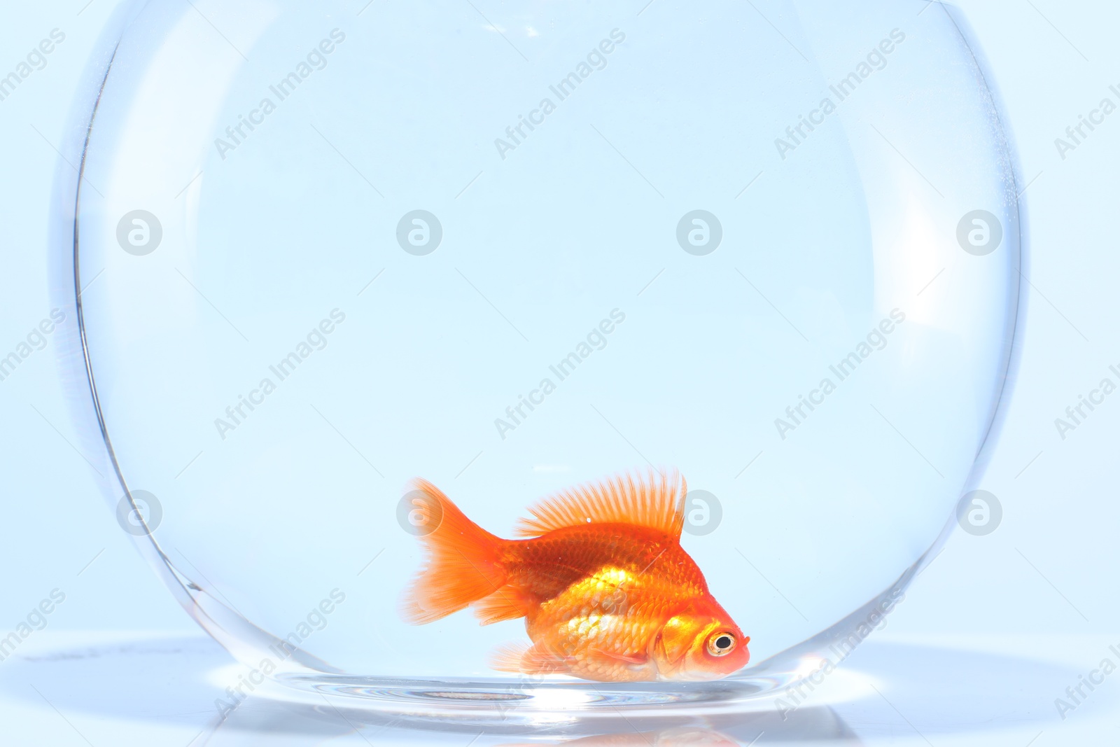 Gold fish swimming in aquarium with clean water on light grey background Photo of Gold fish swimming in aquarium with clean water on light grey background