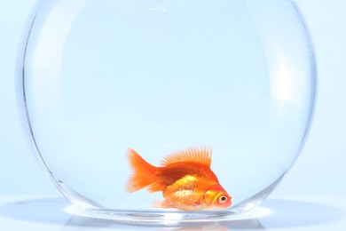 Photo of Gold fish swimming in aquarium with clean water on light grey background