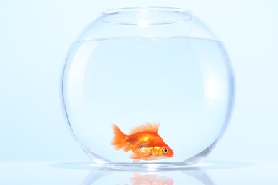 Photo of Gold fish swimming in aquarium with clean water on light grey background