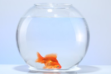 Photo of Gold fish swimming in aquarium with clean water on light grey background