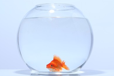 Photo of Gold fish swimming in aquarium with clean water on light grey background
