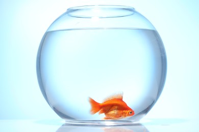 Photo of Gold fish swimming in aquarium with clean water on light blue background