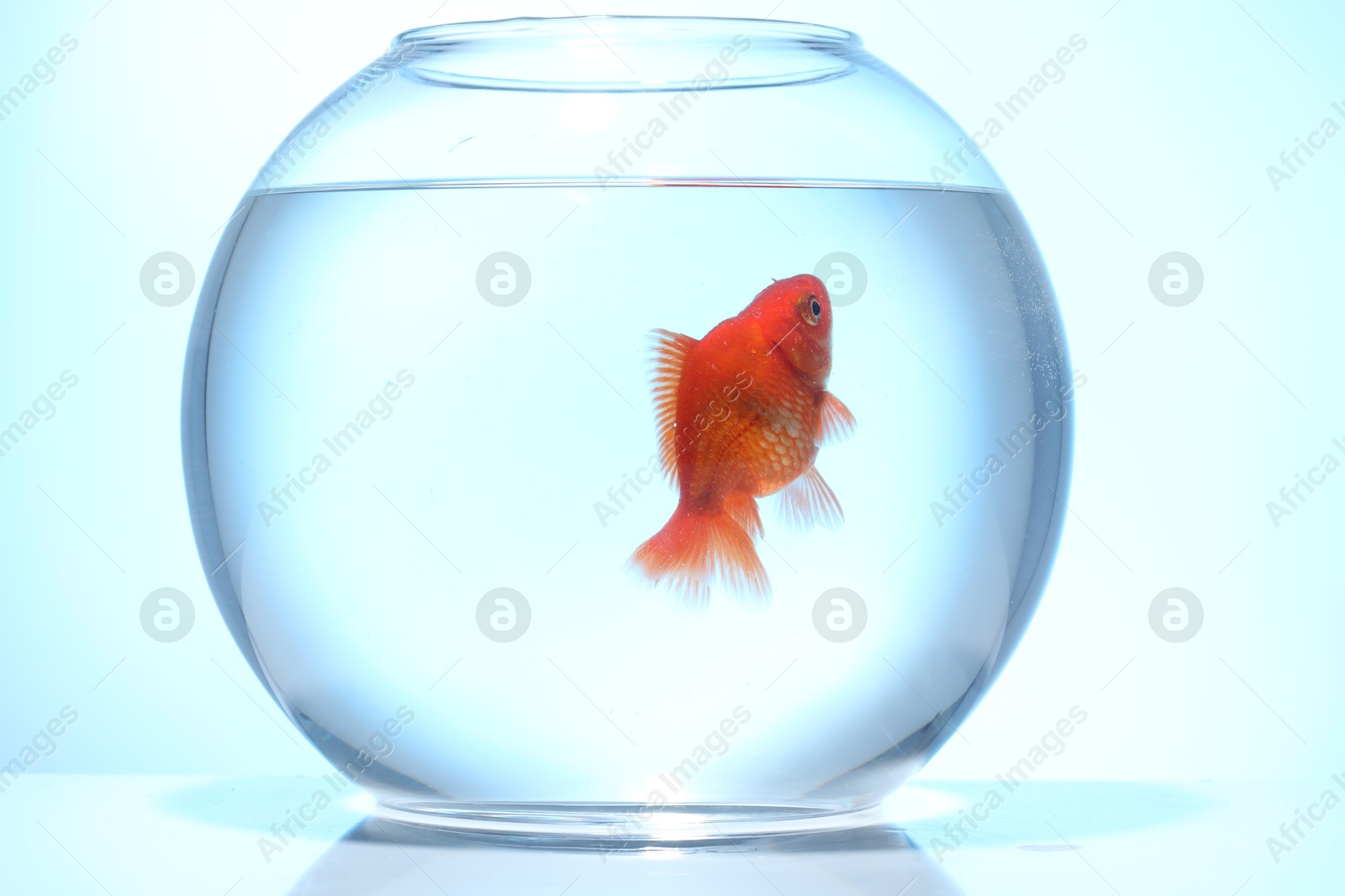 Gold fish swimming in aquarium with clean water on light blue background Photo of Gold fish swimming in aquarium with clean water on light blue background