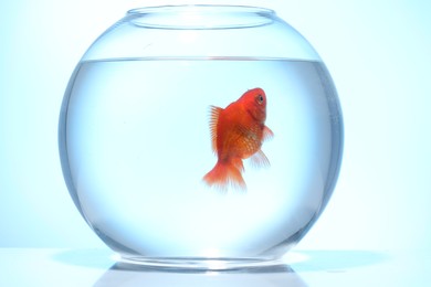 Photo of Gold fish swimming in aquarium with clean water on light blue background