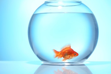 Photo of Gold fish swimming in aquarium with clean water on light blue background
