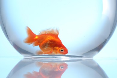 Photo of Gold fish swimming in aquarium with clean water on light blue background, closeup