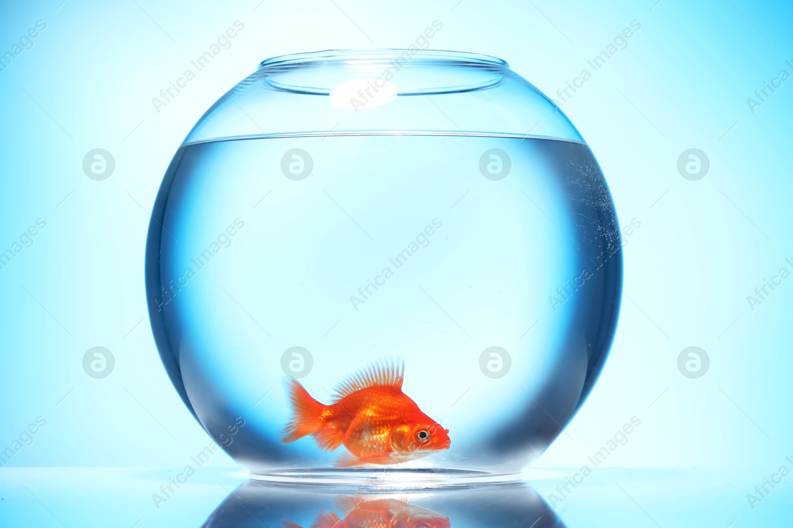 Gold fish swimming in aquarium with clean water on light blue background Photo of Gold fish swimming in aquarium with clean water on light blue background