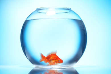 Photo of Gold fish swimming in aquarium with clean water on light blue background