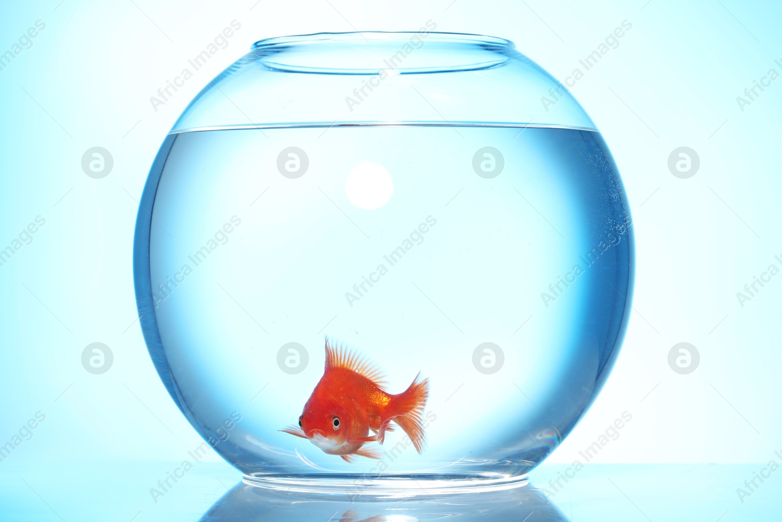 Gold fish swimming in aquarium with clean water on light blue background Photo of Gold fish swimming in aquarium with clean water on light blue background