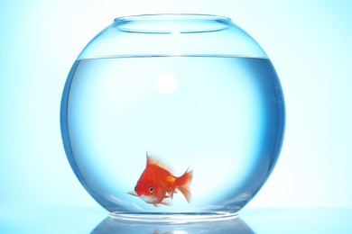 Photo of Gold fish swimming in aquarium with clean water on light blue background