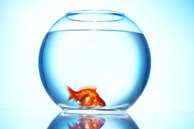Photo of Gold fish swimming in aquarium with clean water on light blue background