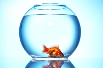 Photo of Gold fish swimming in aquarium with clean water on light blue background