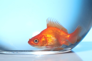Photo of Gold fish swimming in aquarium with clean water on light blue background, closeup