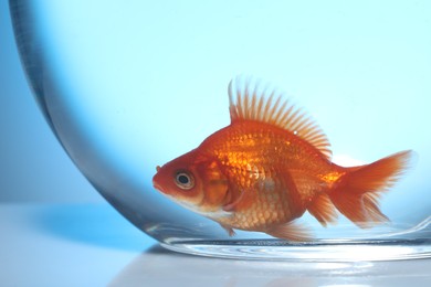 Photo of Gold fish swimming in aquarium with clean water on light blue background, closeup