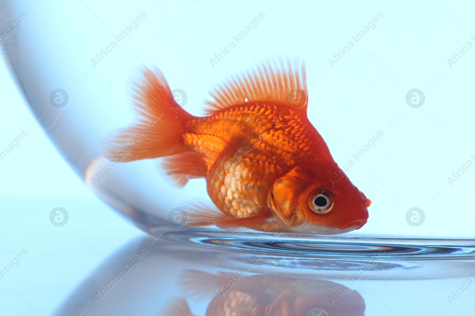 Gold fish swimming in aquarium with clean water on light blue background, closeup Photo of Gold fish swimming in aquarium with clean water on light blue background, closeup