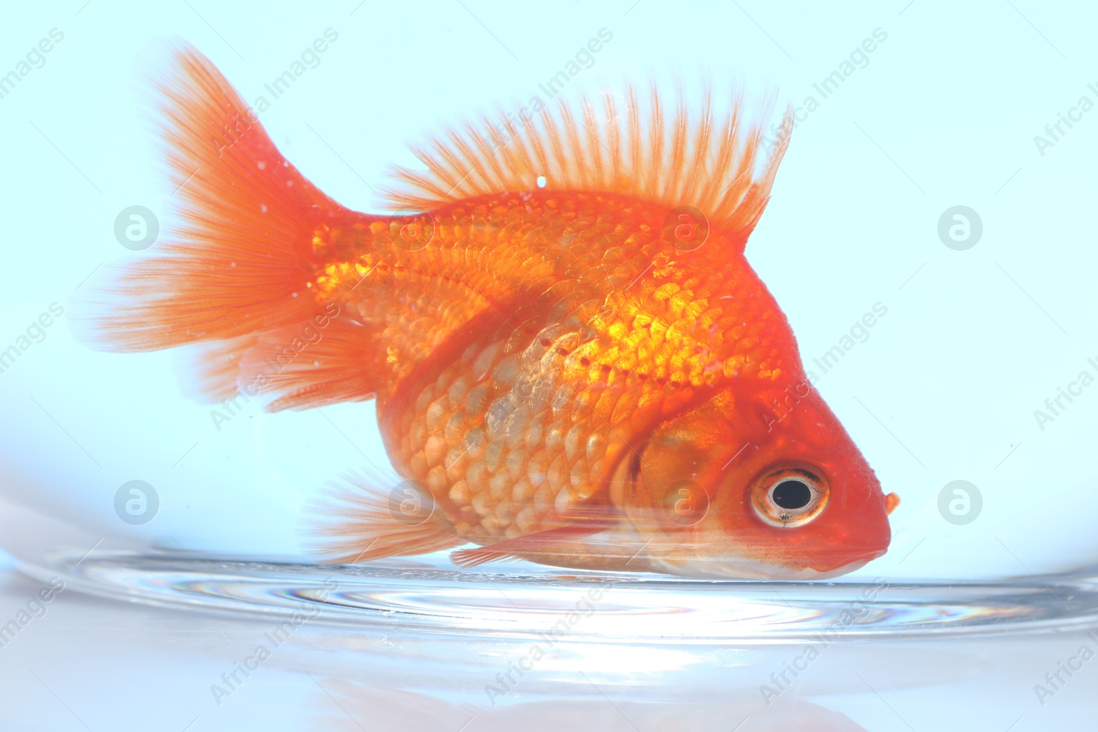 Gold fish swimming in aquarium with clean water on light blue background, closeup Photo of Gold fish swimming in aquarium with clean water on light blue background, closeup