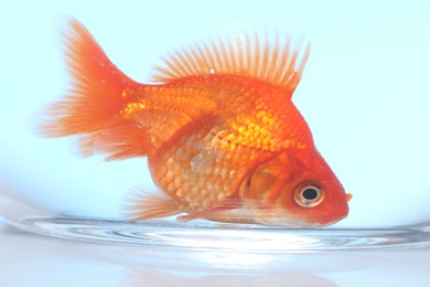 Photo of Gold fish swimming in aquarium with clean water on light blue background, closeup
