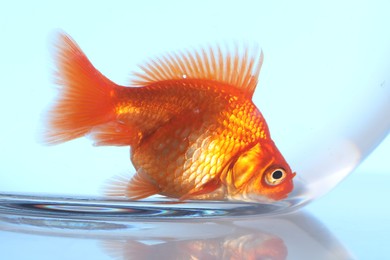 Photo of Gold fish swimming in aquarium with clean water on light blue background, closeup
