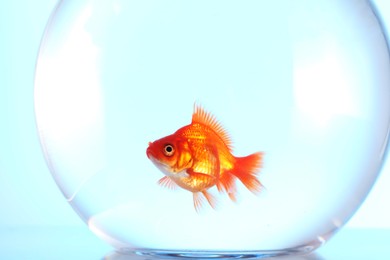 Photo of Gold fish swimming in aquarium with clean water on light blue background, closeup