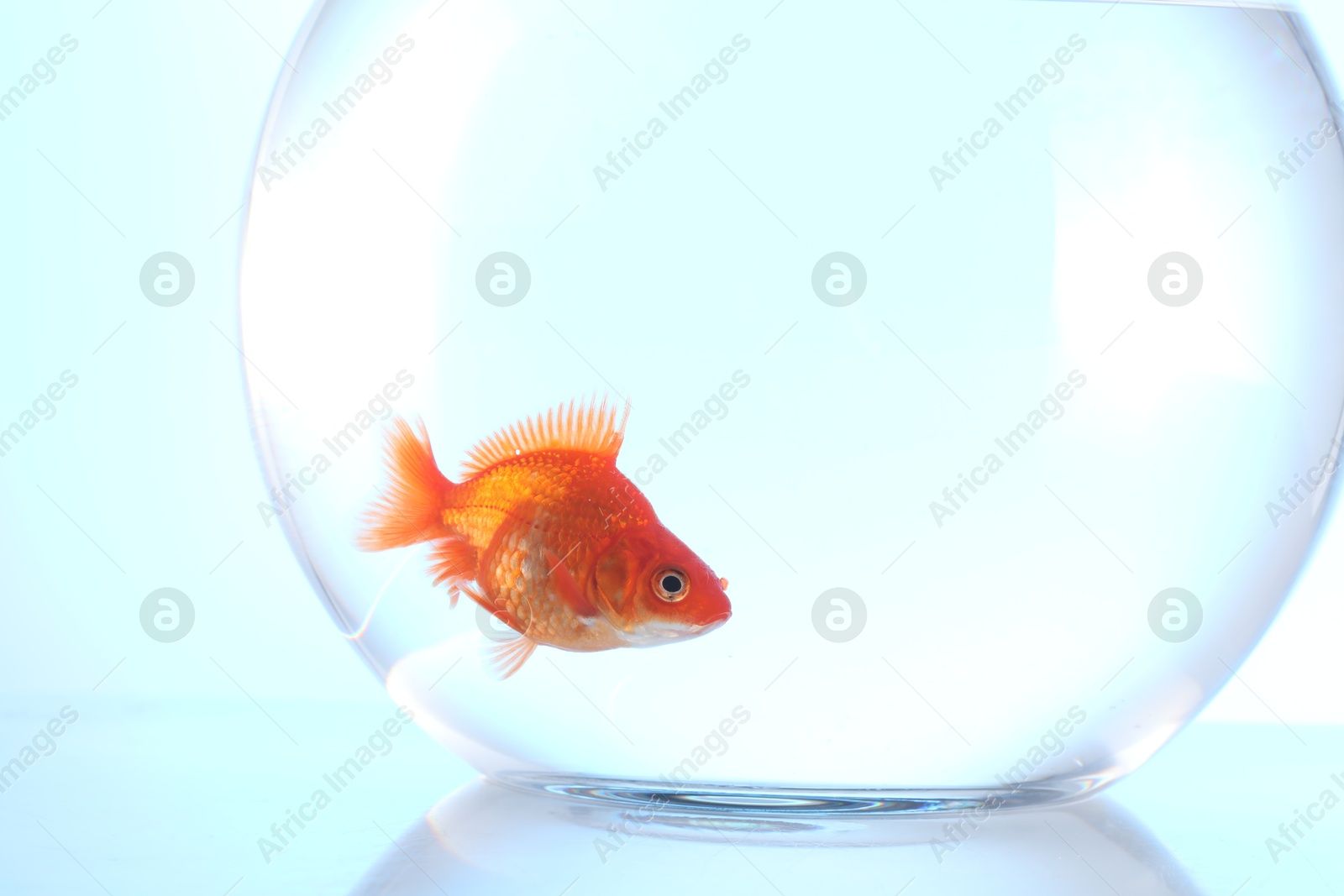 Gold fish swimming in aquarium with clean water on light blue background, closeup Photo of Gold fish swimming in aquarium with clean water on light blue background, closeup