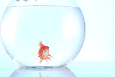 Photo of Gold fish swimming in aquarium with clean water on light blue background, closeup